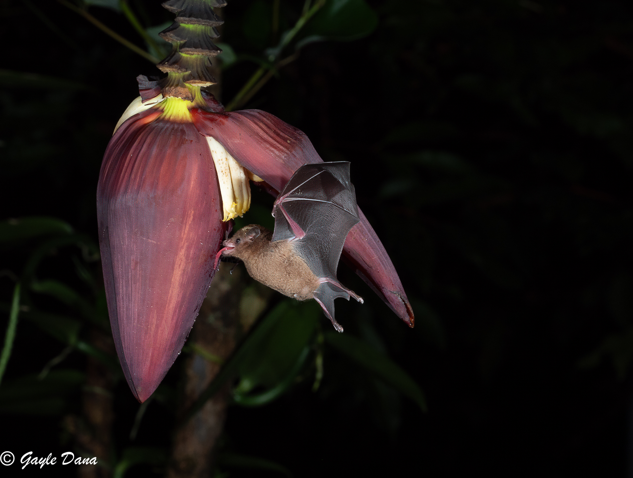 Pallas Nectar Bat
